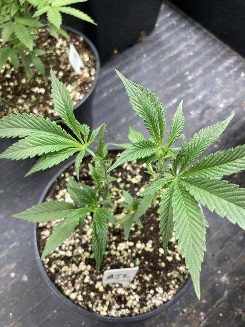 Atomic Jelly. Week 7