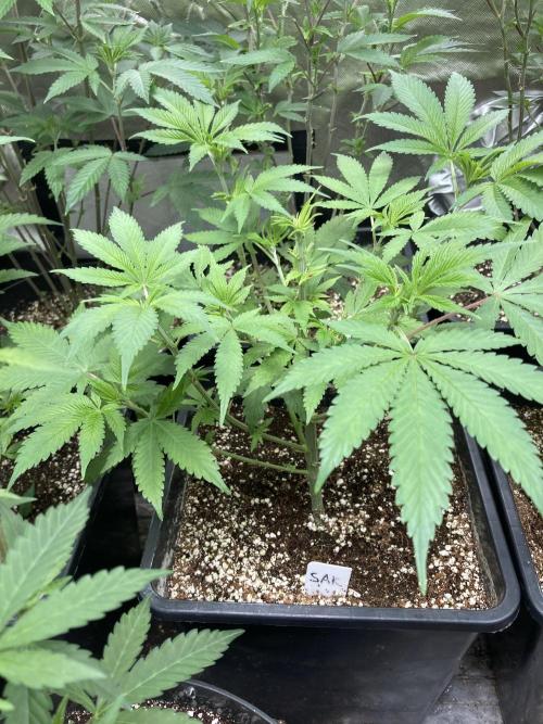 Strawberry Ak (Serious Seeds). Week 7