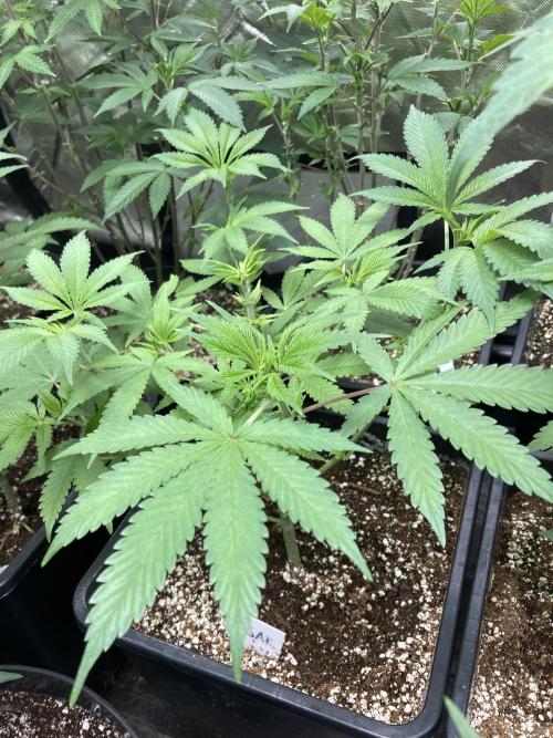 Strawberry Ak (Serious Seeds). Week 7