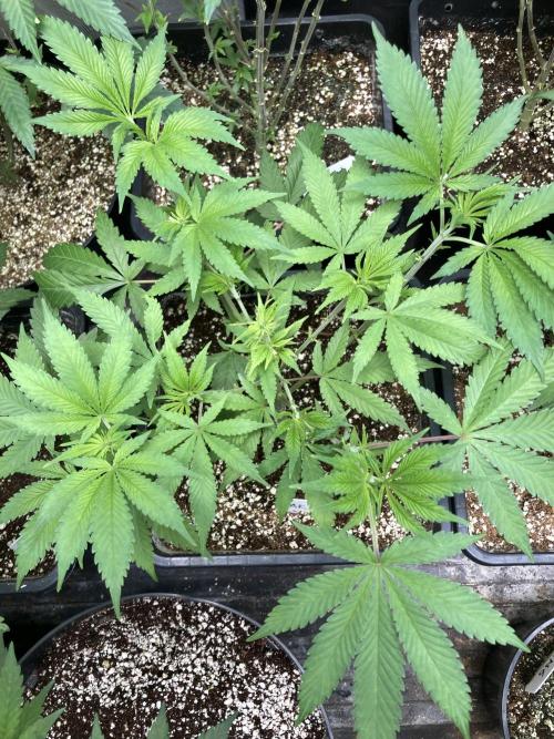 Strawberry AK. Week 7