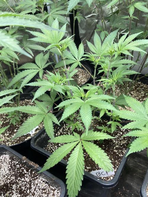 BlackCherry Punch (In House Genetics). Week 7