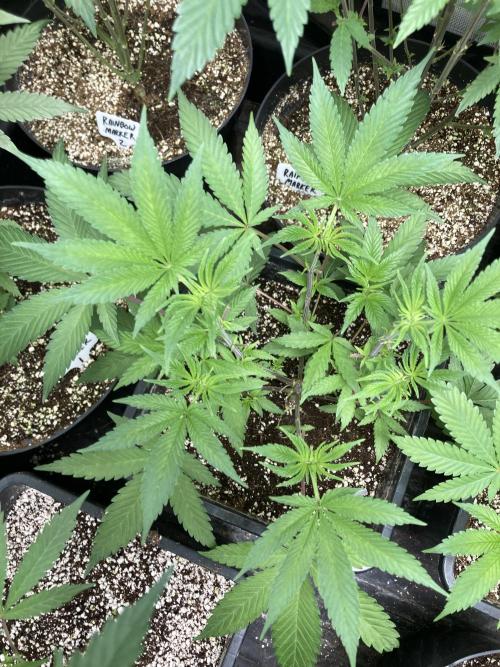 BlackCherry Punch (In House Genetics). Week 7