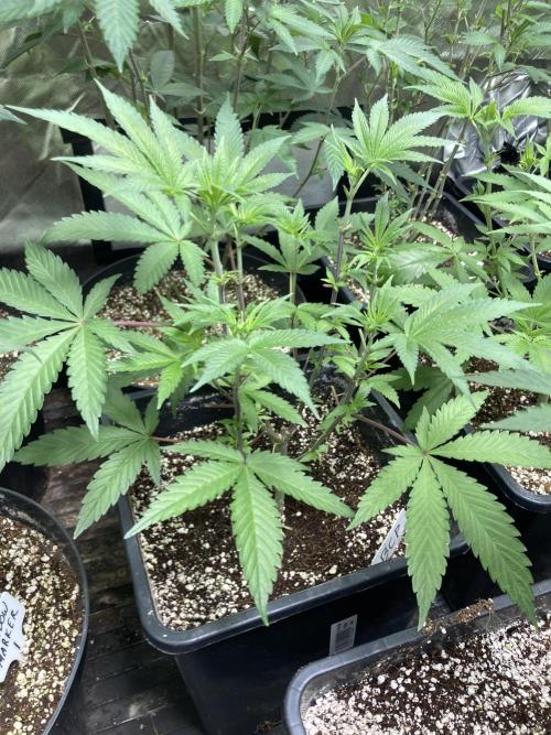Black Cherry Punch. Week 7