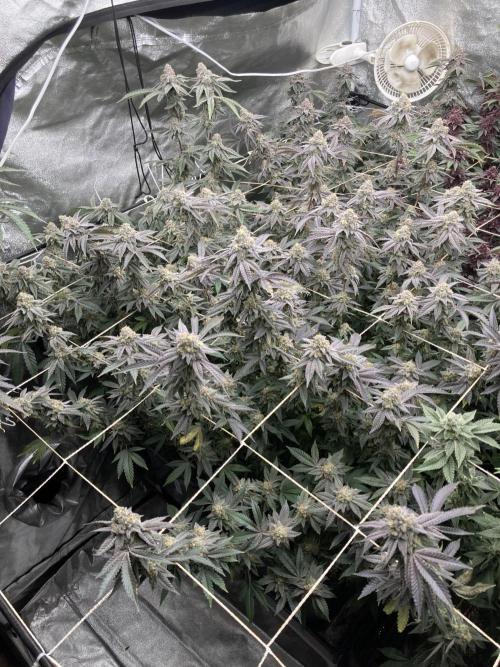 Zoy Sauce Clones (My Cut). Week 9