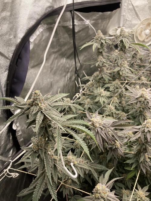 Zoy Sauce Clones (My Cut). Week 9