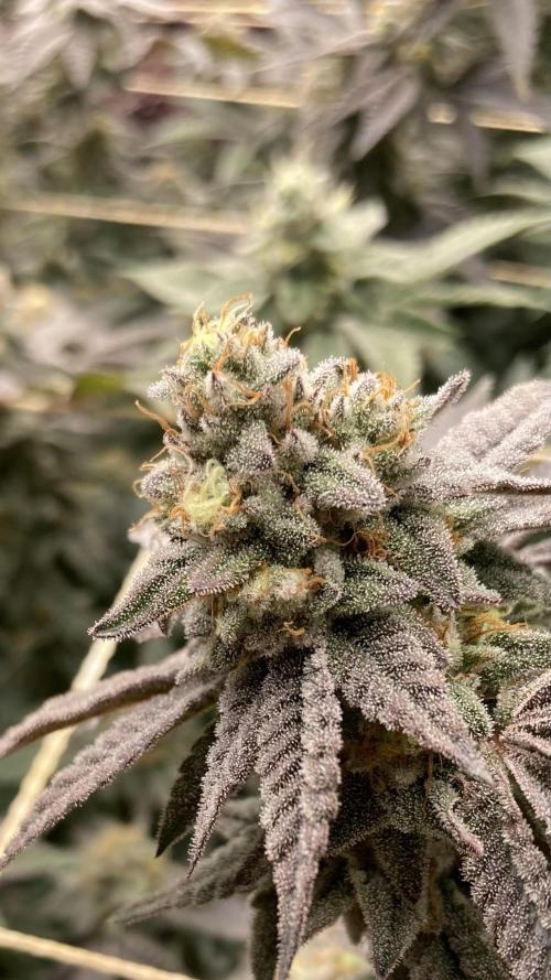 Zoy Sauce Clones (My Cut). Week 9
