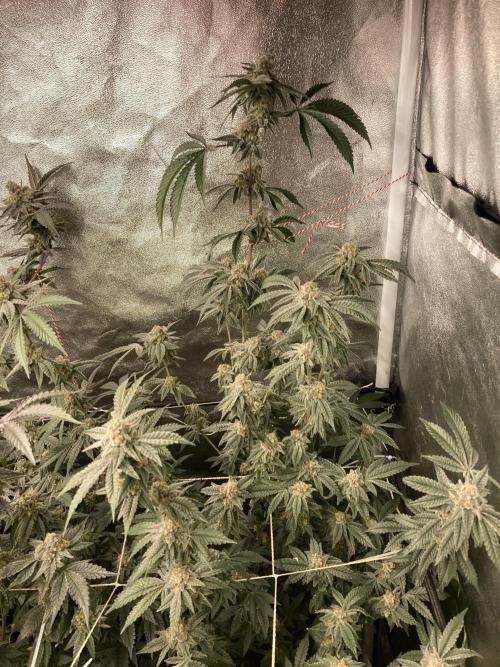 Zoy Sauce Clones (My Cut). Week 9