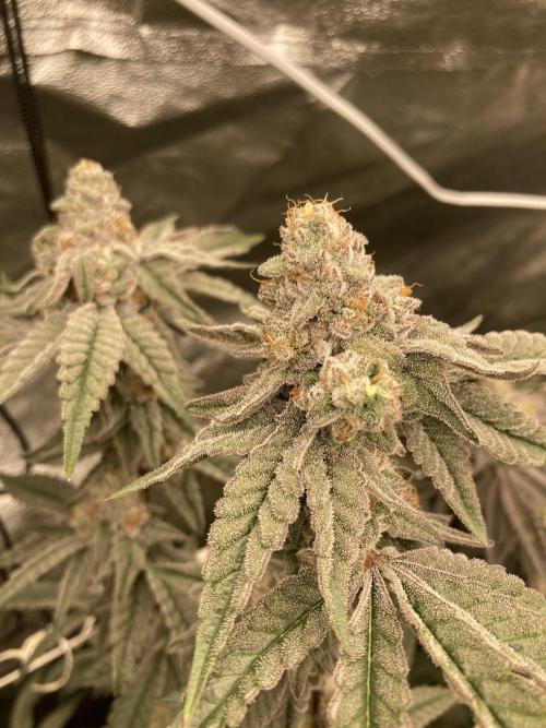 Zoy Sauce Clones (My Cut). Week 9