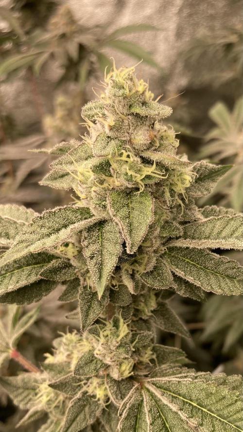 All Starz Clone (LIT Farms). Week 9