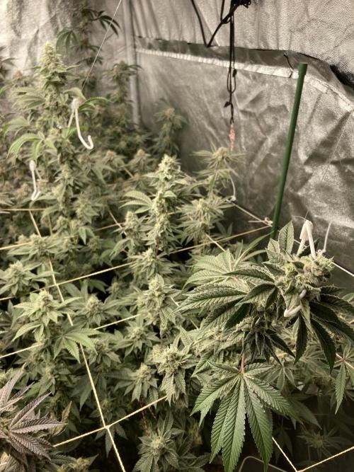 All Starz Clone (LIT Farms). Week 9