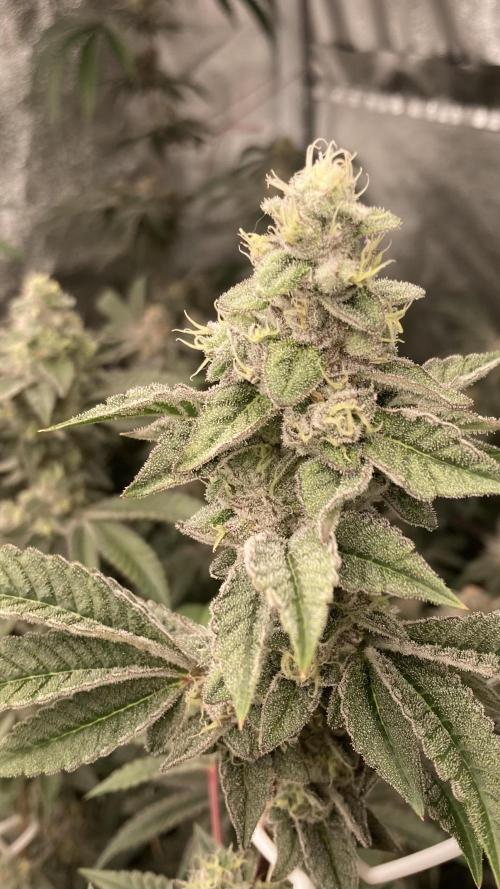 All Starz Clone (LIT Farms). Week 9