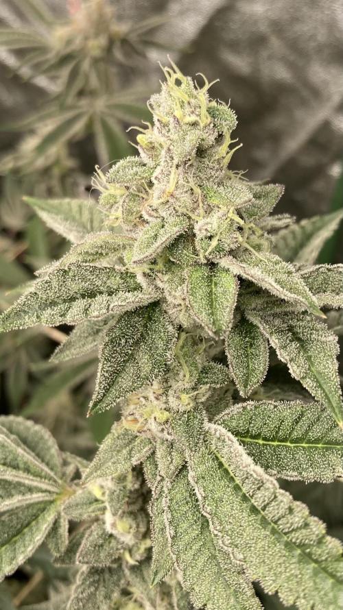 All Starz Clone (LIT Farms). Week 9