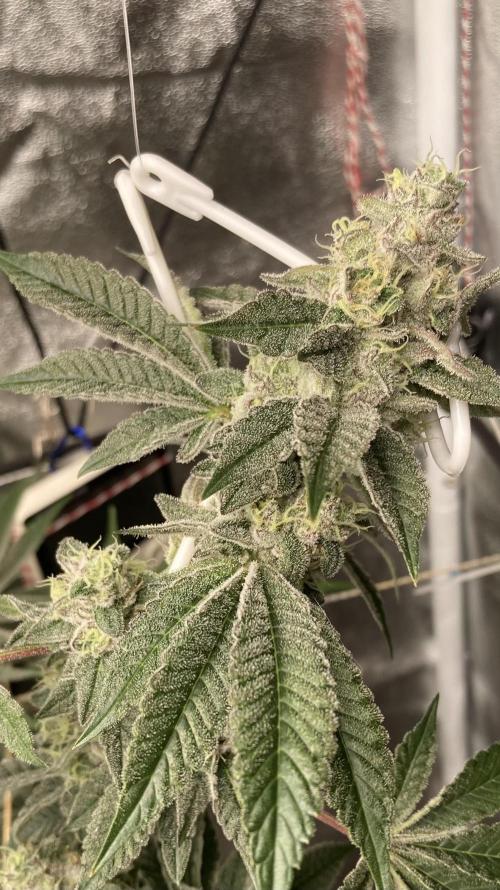 All Starz Clone (LIT Farms). Week 9