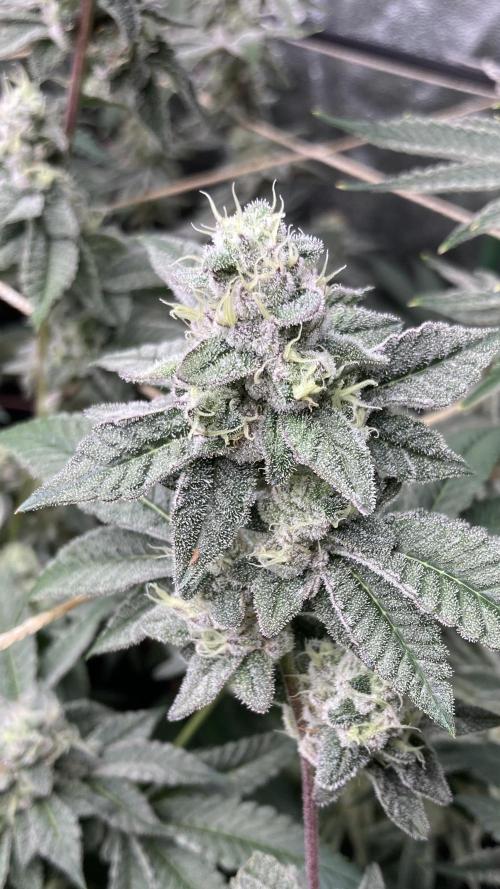 All Starz Clone (LIT Farms). Week 9