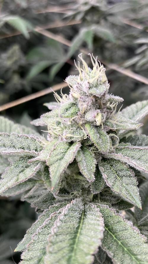 All Starz Clone (LIT Farms). Week 9