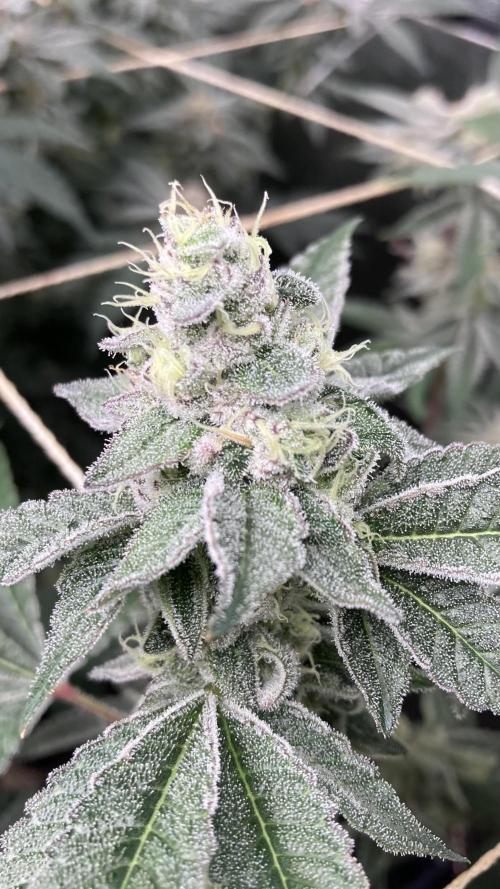 All Starz Clone (LIT Farms). Week 9