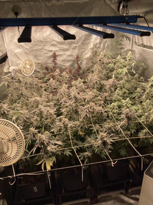 All Starz Clone (LIT Farms). Week 9