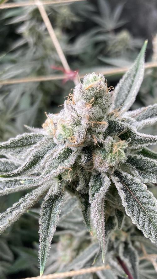 Platinum IX Clone (In House Genetics). Week 9