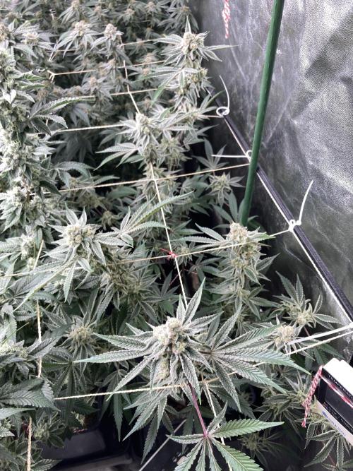 Platinum IX Clone (In House Genetics). Week 9