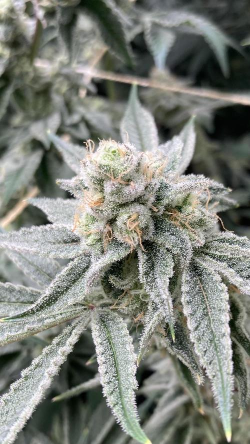 Platinum IX Clone (In House Genetics). Week 9