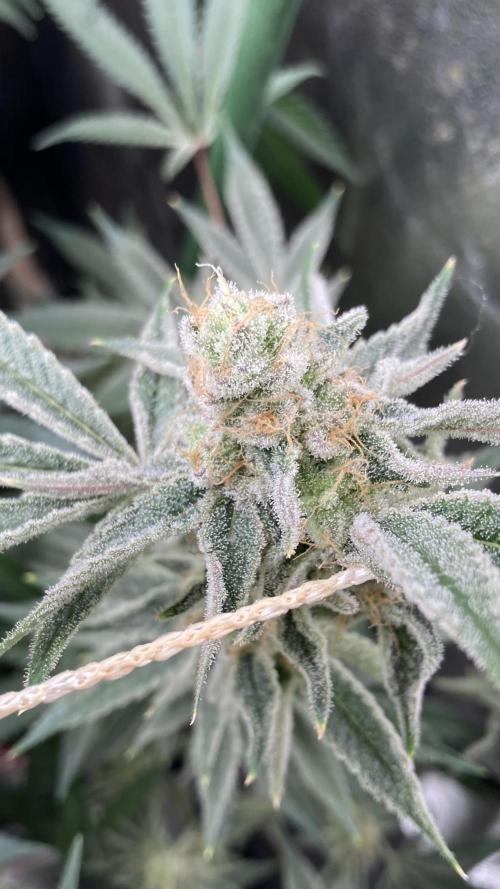 Platinum IX Clone (In House Genetics). Week 9