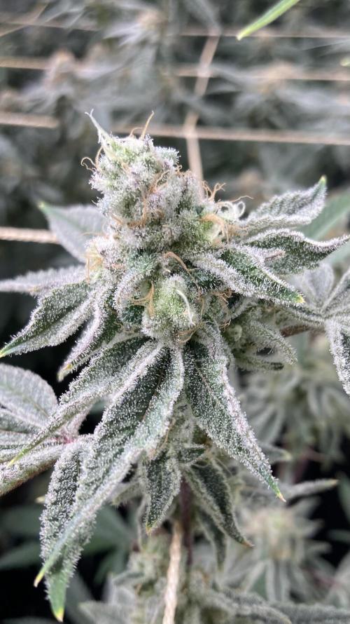Platinum IX Clone (In House Genetics). Week 9