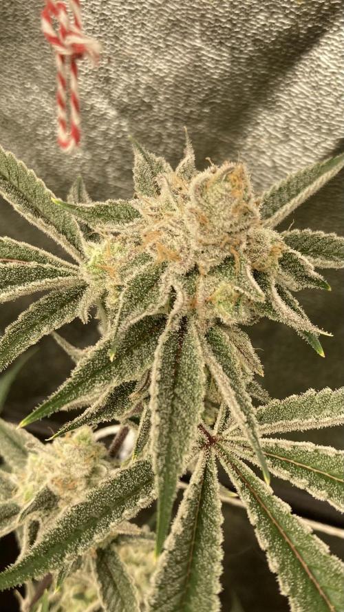 Platinum IX Clone (In House Genetics). Week 9