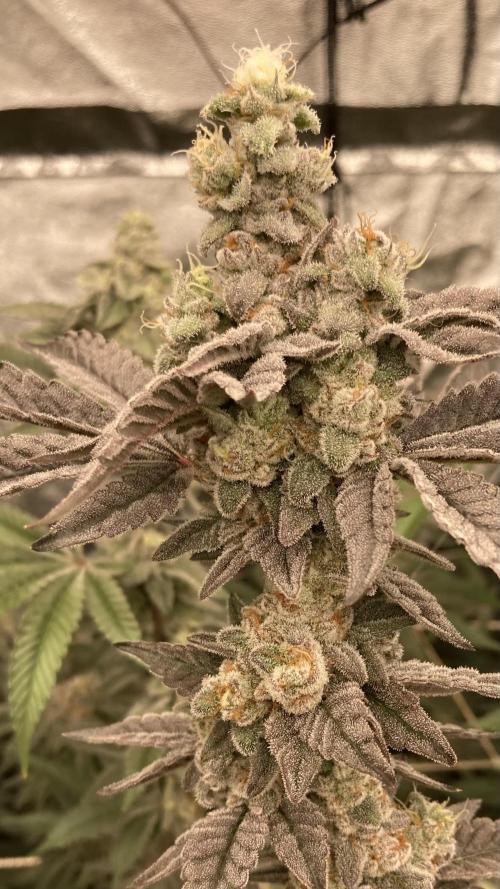 Gas Cream Runtz Clone (LIT Farms). Week 9