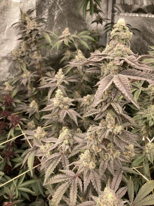 Gas Cream Runtz Clone (LIT Farms). Week 9