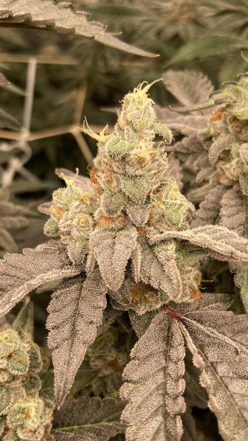 Gas Cream Runtz Clone (LIT Farms). Week 9