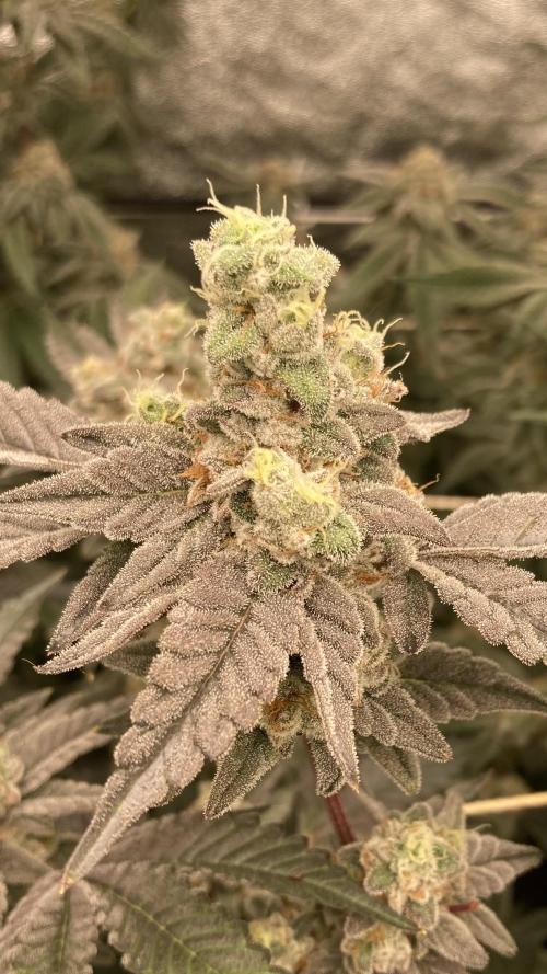 Gas Cream Runtz Clone (LIT Farms). Week 9