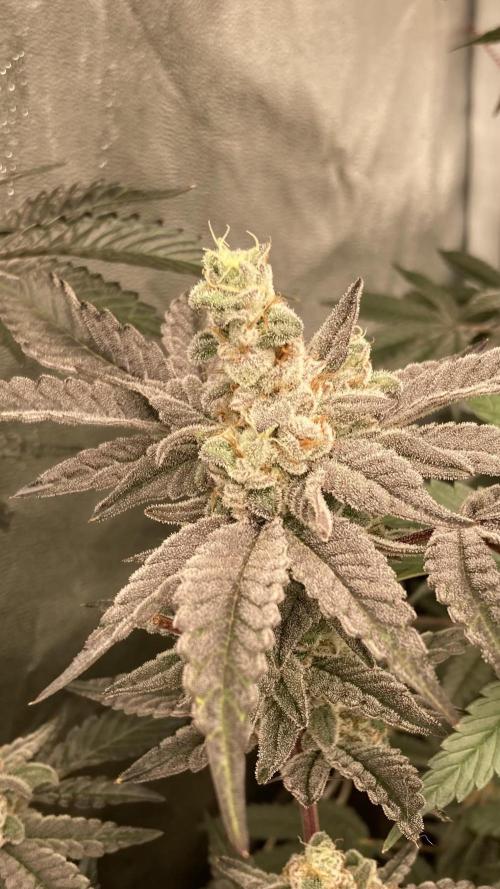 Gas Cream Runtz Clone (LIT Farms). Week 9