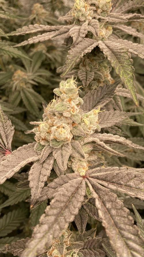 Gas Cream Runtz Clone (LIT Farms). Week 9
