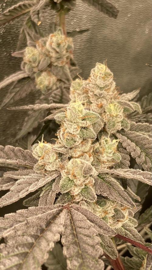 Gas Cream Runtz Clone (LIT Farms). Week 9