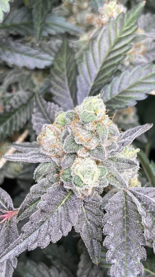 Gas Cream Runtz Clone (LIT Farms). Week 9