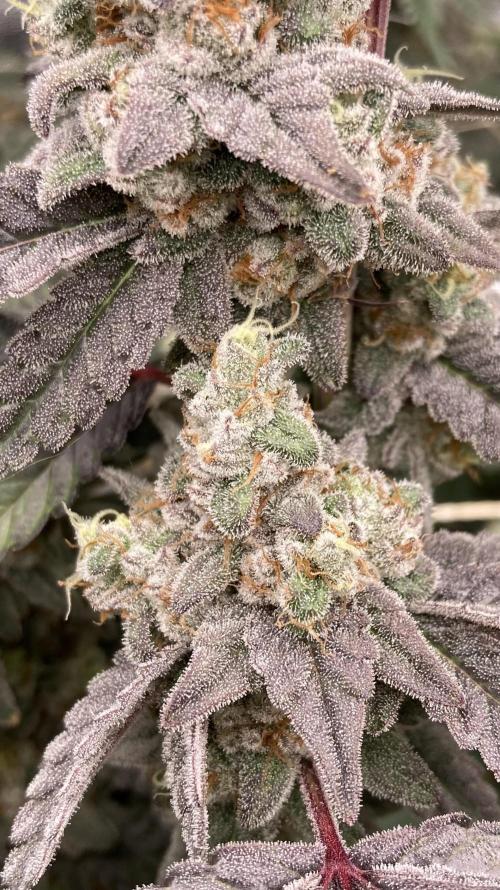 Gas Cream Runtz Clone (LIT Farms). Week 9