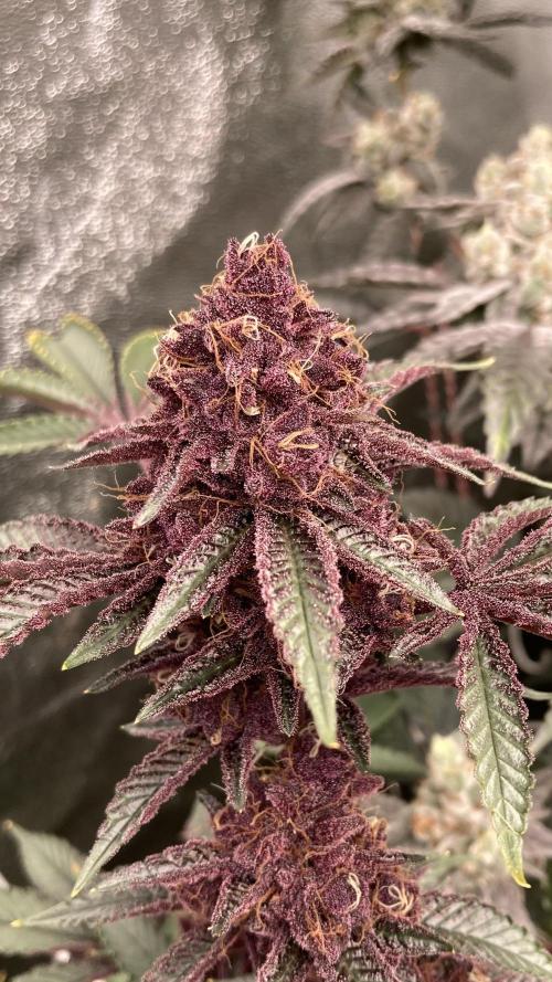 CN#6 aka Poras Purple (Relentless). Week 9