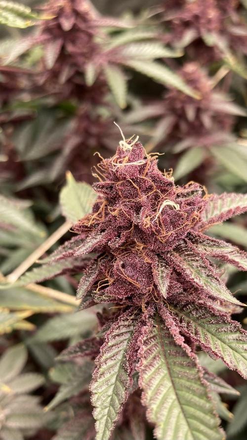 CN#6 aka Poras Purple (Relentless). Week 9