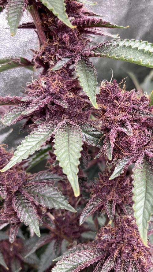 CN#6 aka Poras Purple (Relentless). Week 9