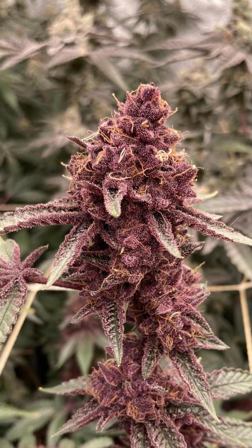 CN#6 aka Poras Purple (Relentless). Week 9