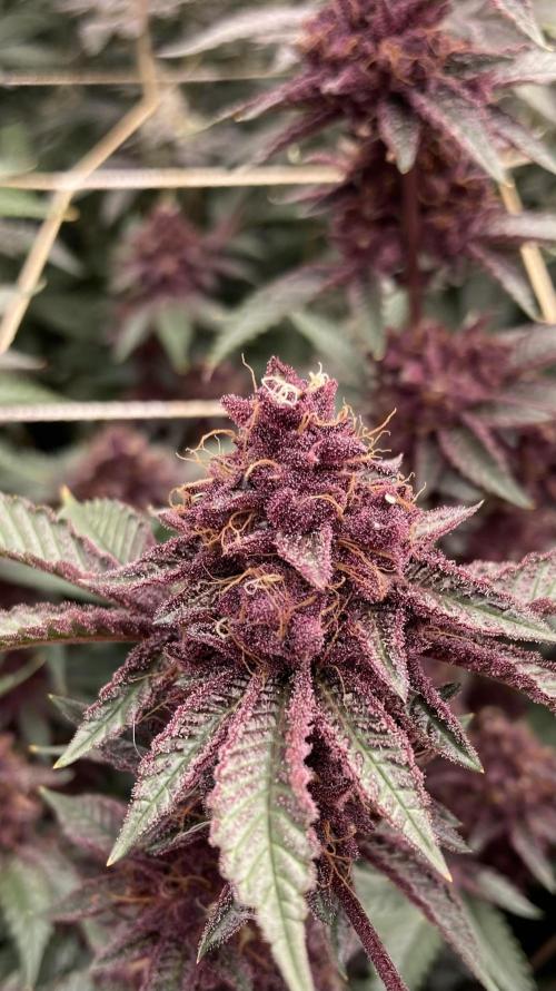 CN#6 aka Poras Purple (Relentless). Week 9