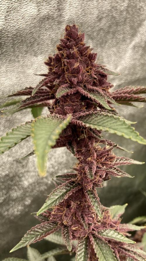 CN#6 aka Poras Purple (Relentless). Week 9