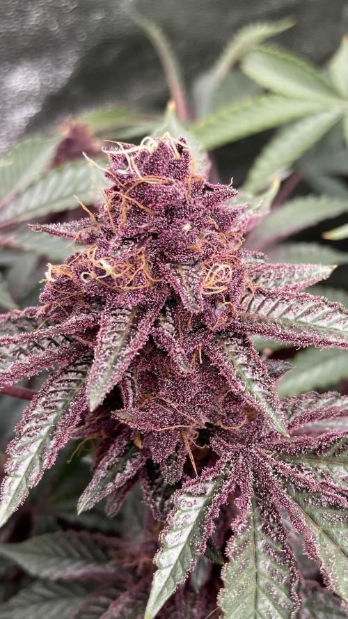 CN#6 aka Poras Purple (Relentless). Week 9