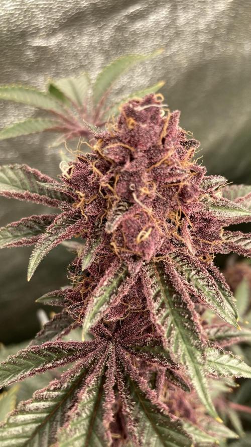 CN#6 aka Poras Purple (Relentless). Week 9