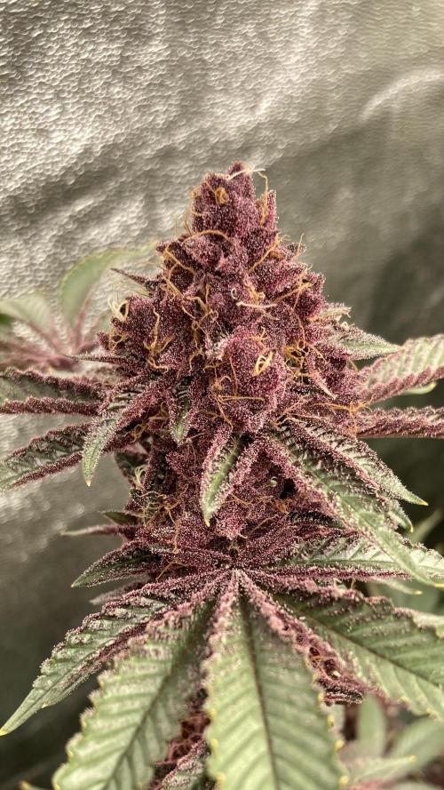 CN#6 aka Poras Purple (Relentless). Week 9