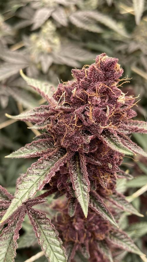 CN#6 aka Poras Purple (Relentless). Week 9
