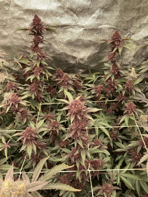 CN#6 aka Poras Purple (Relentless). Week 9