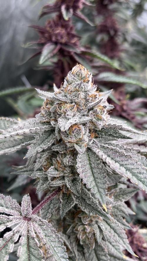 CN#2 (Relentless Genetics). Week 9