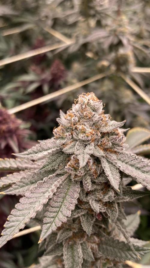 CN#2 (Relentless Genetics). Week 9