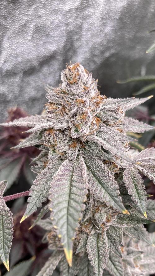 CN#2 (Relentless Genetics). Week 9